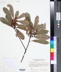 Elaeocarpus dentatus image