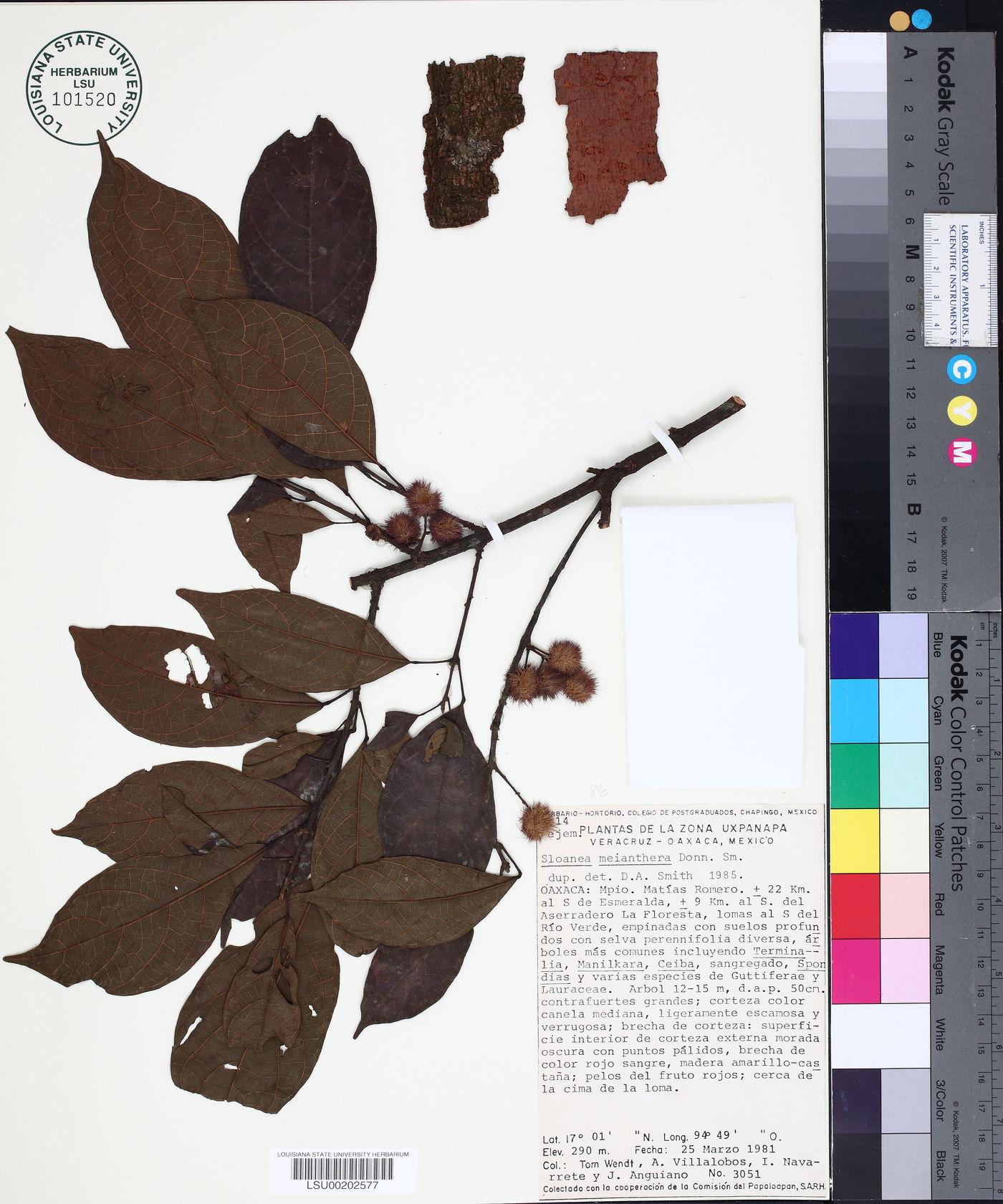Sloanea meianthera image