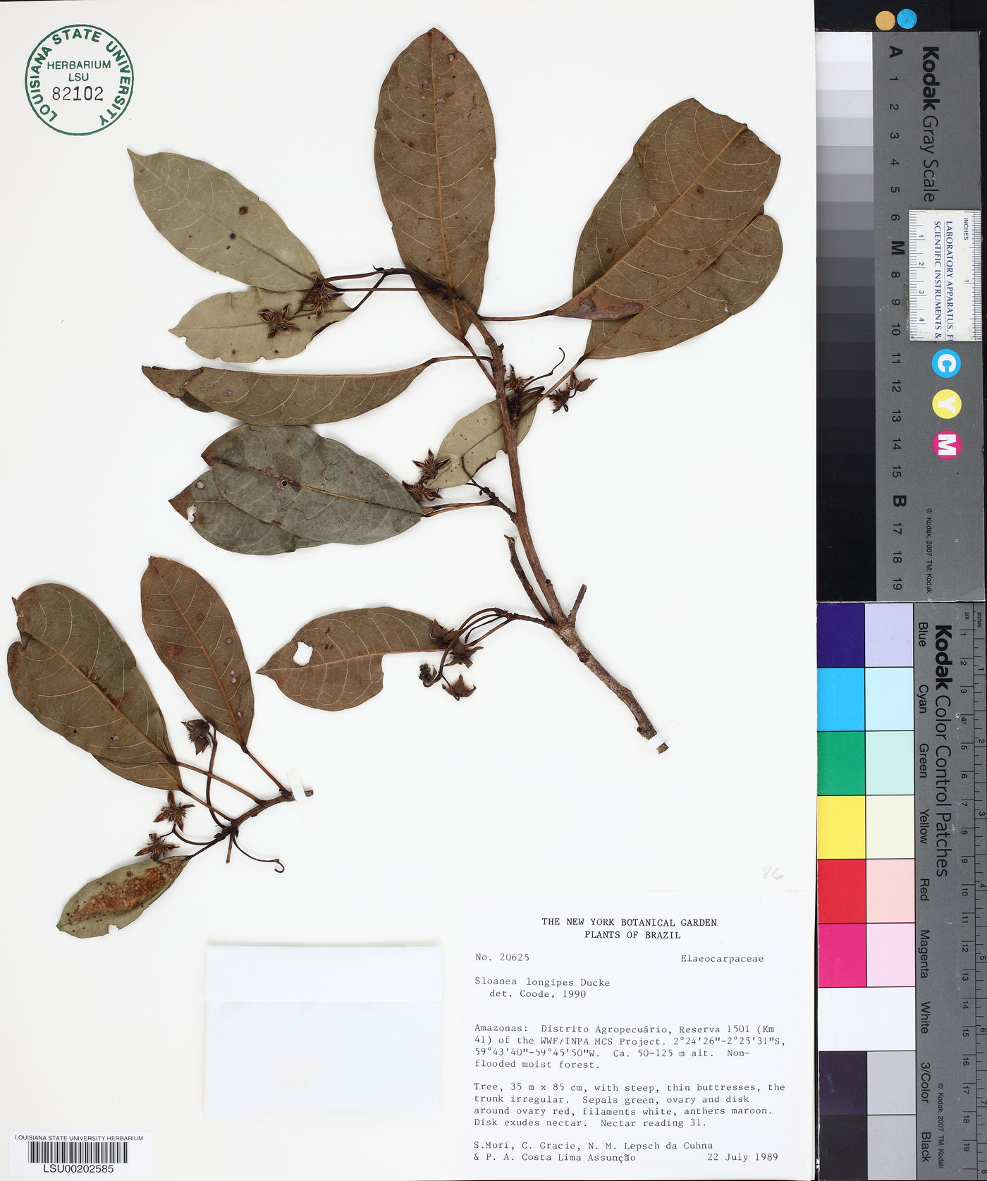 Sloanea longipes image