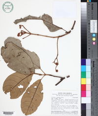 Image of Sloanea robusta