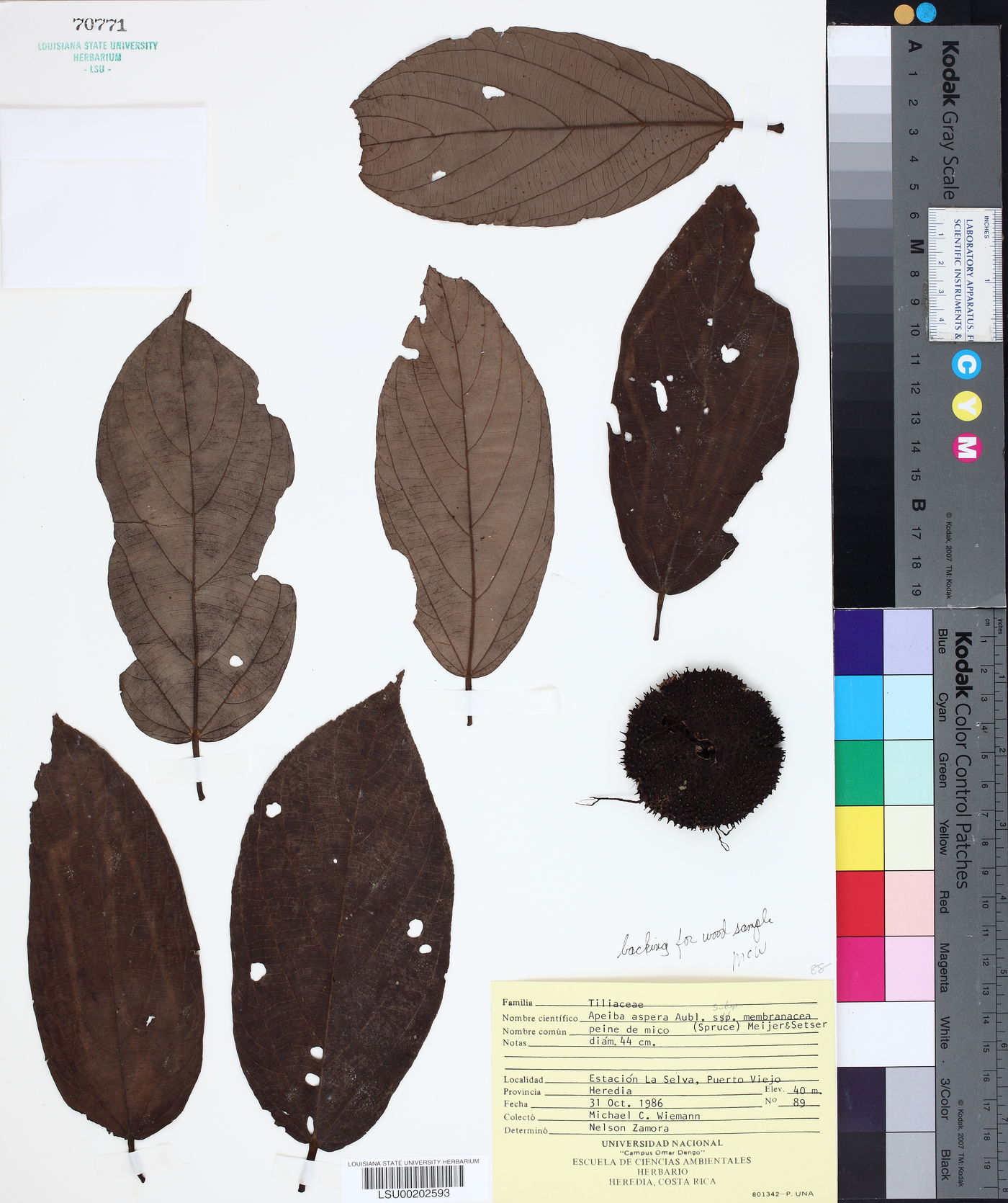 Apeiba aspera subsp. membranacea image