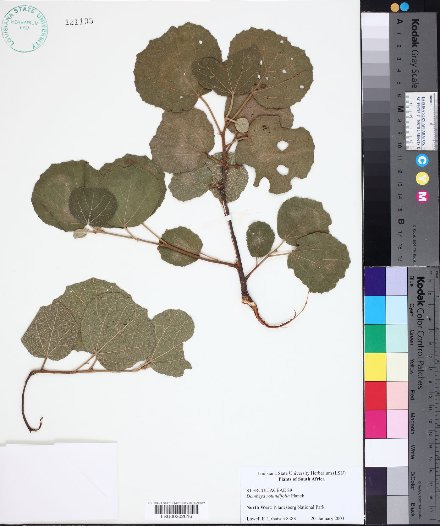 Dombeya rotundifolia image