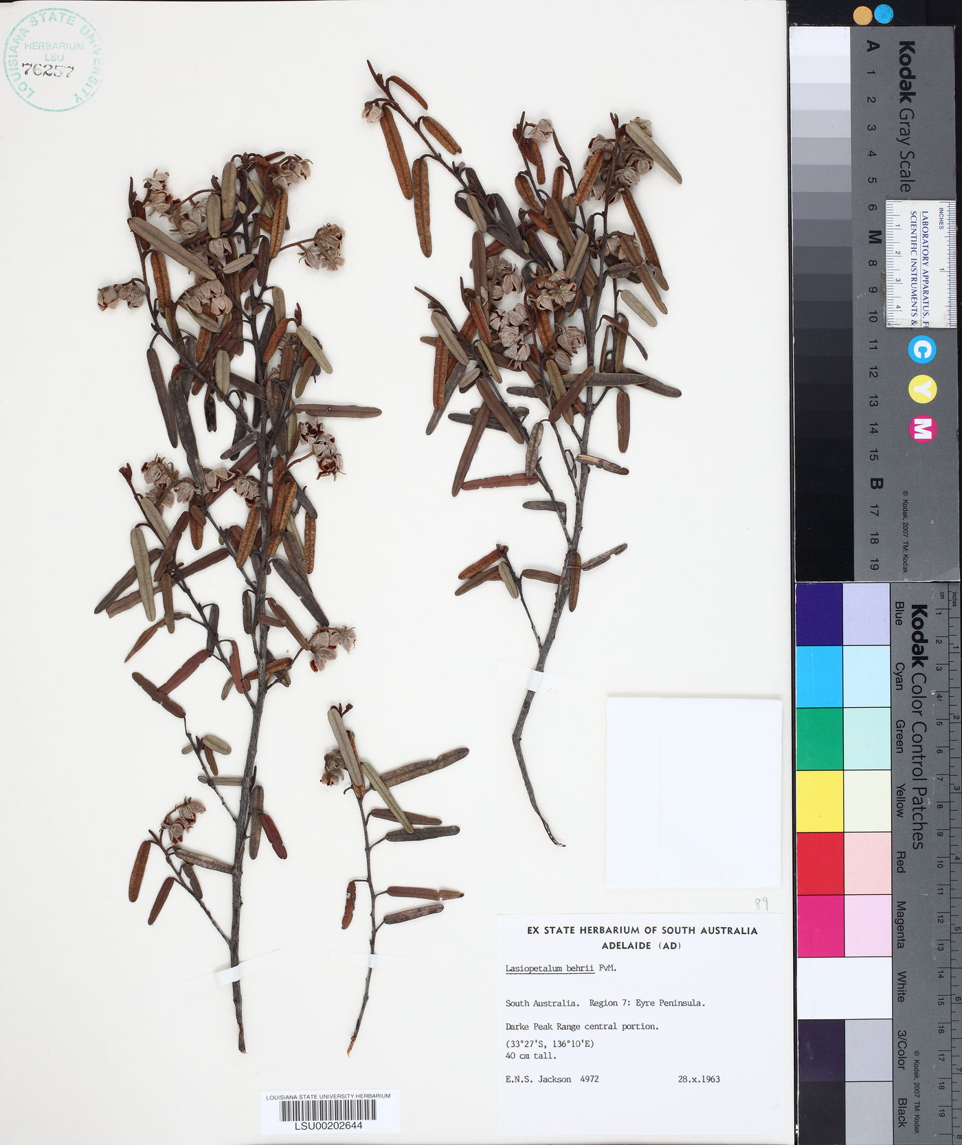 Lasiopetalum behrii image