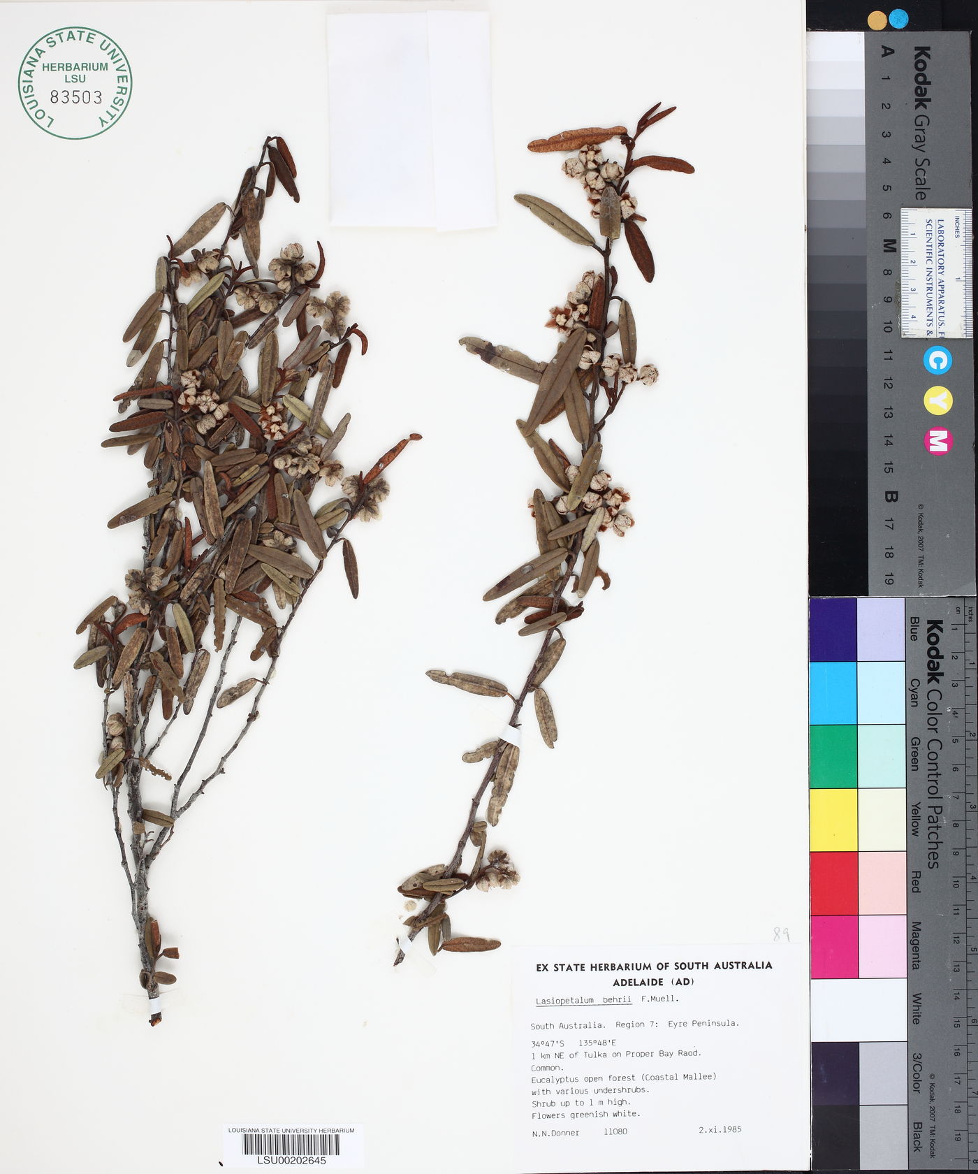 Lasiopetalum image