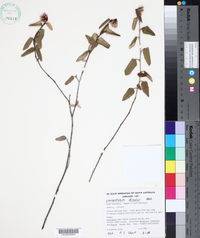 Media resource of Lasiopetalum discolor
