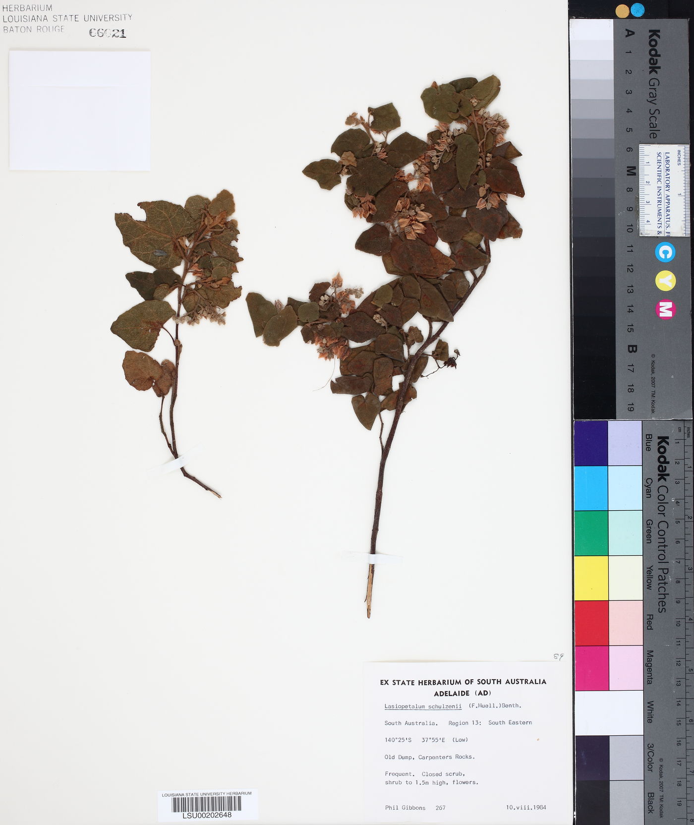 Lasiopetalum schulzenii image