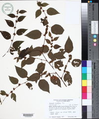 Melochia nodiflora image