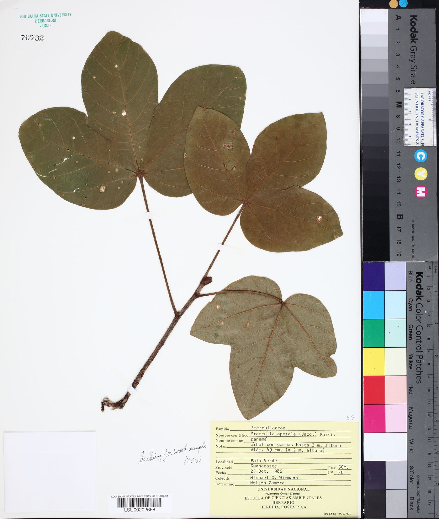 Sterculia apetala image