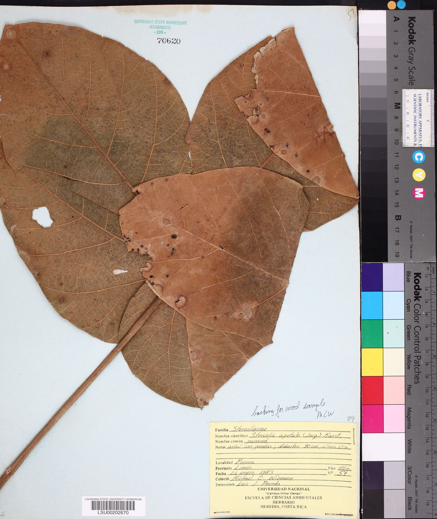 Sterculia apetala image