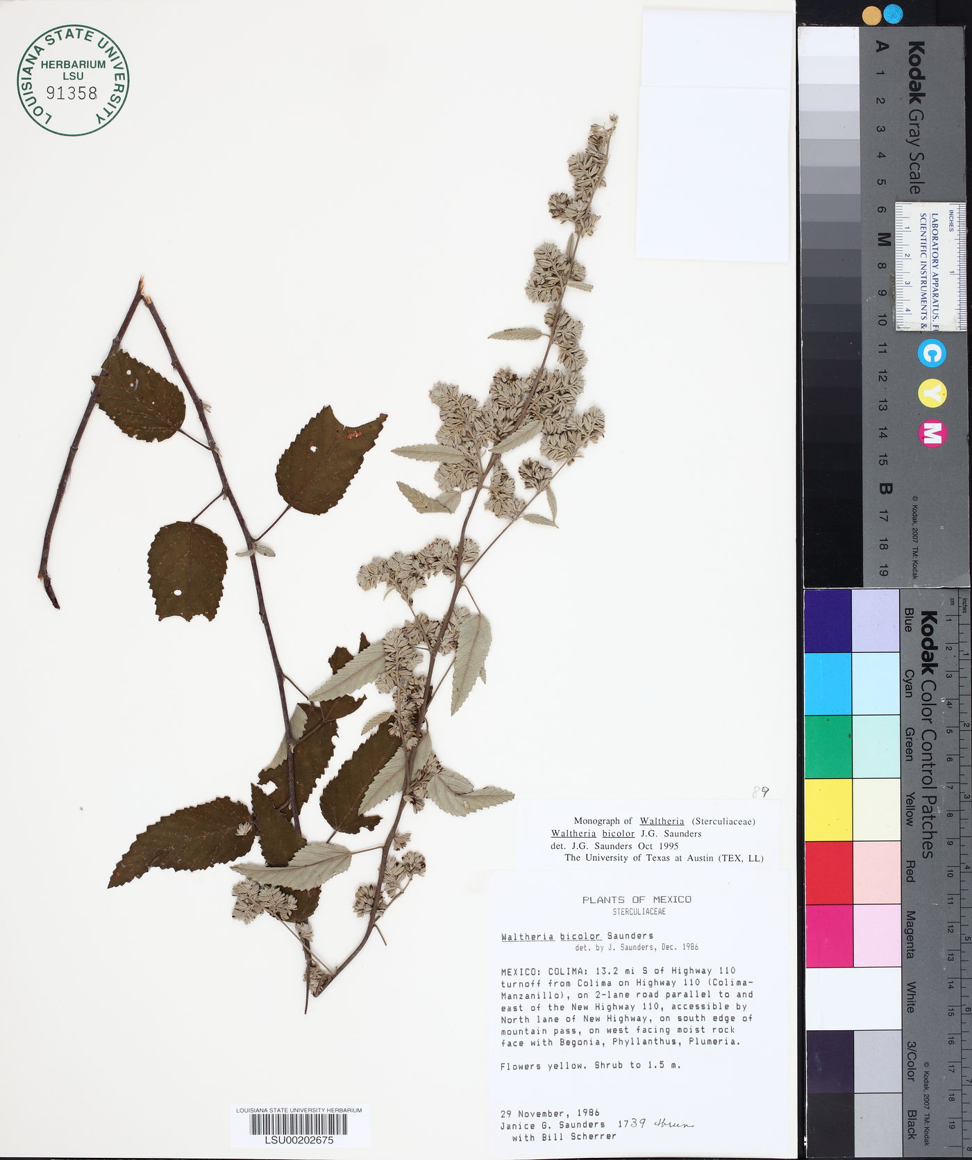 Waltheria bicolor image
