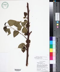 Waltheria acuminata image