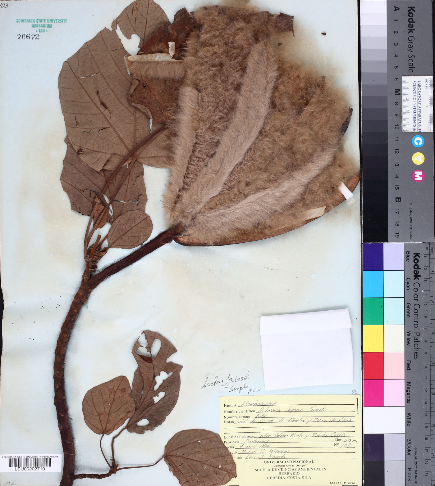 Ochroma lagopus image