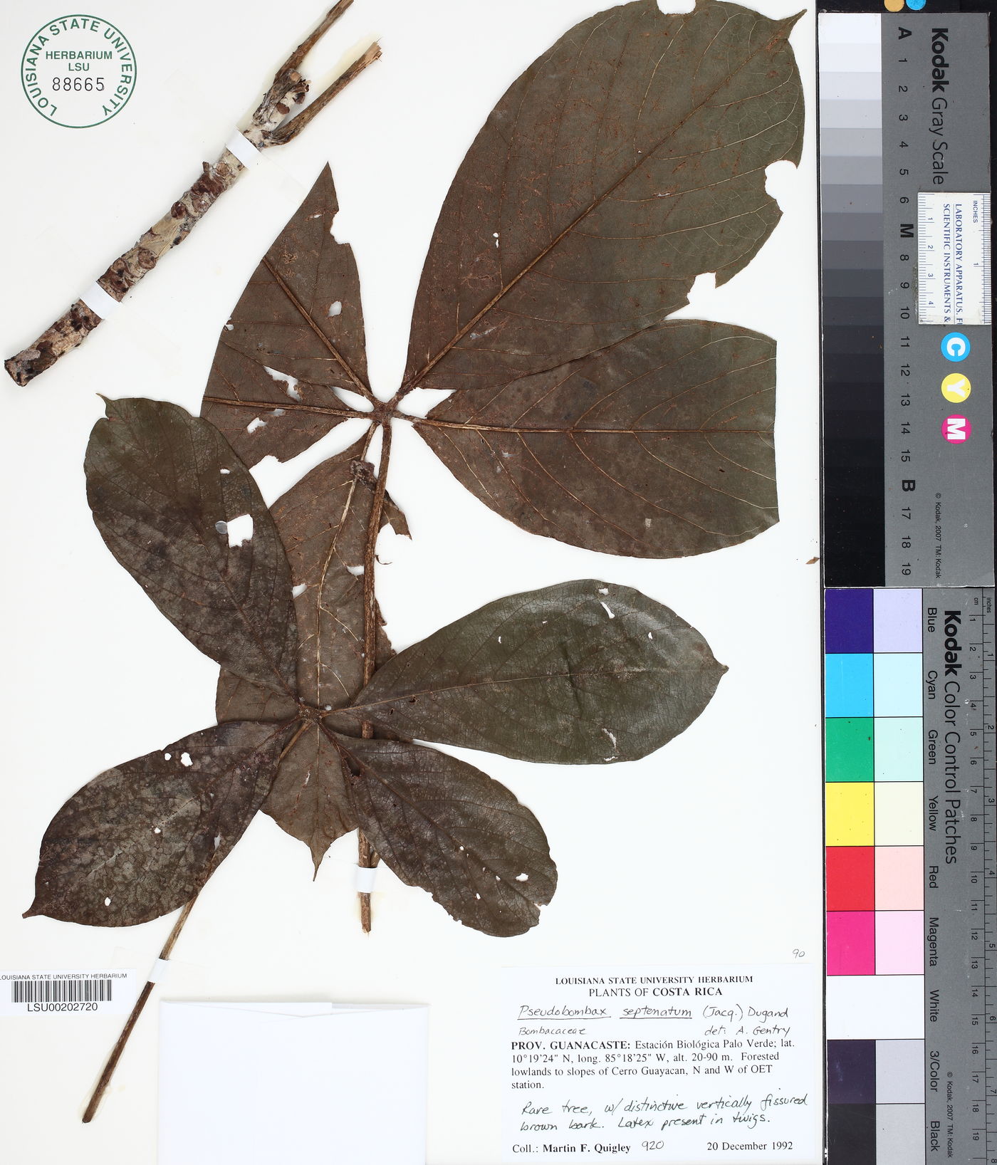 Pseudobombax septenatum image