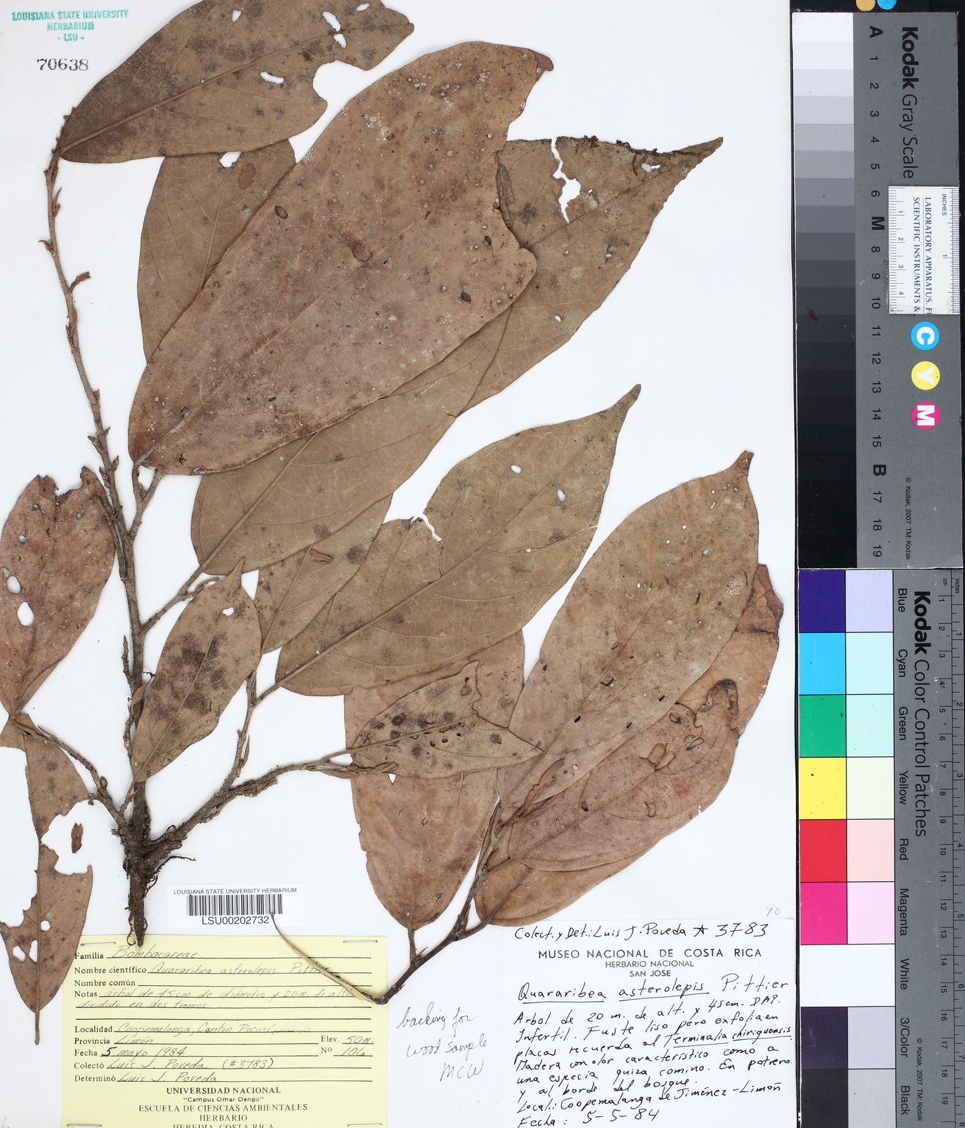 Quararibea asterolepis image