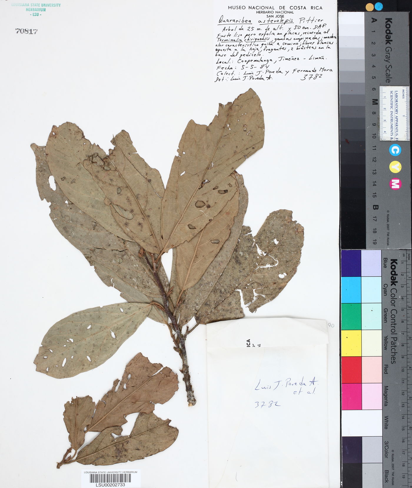 Quararibea asterolepis image