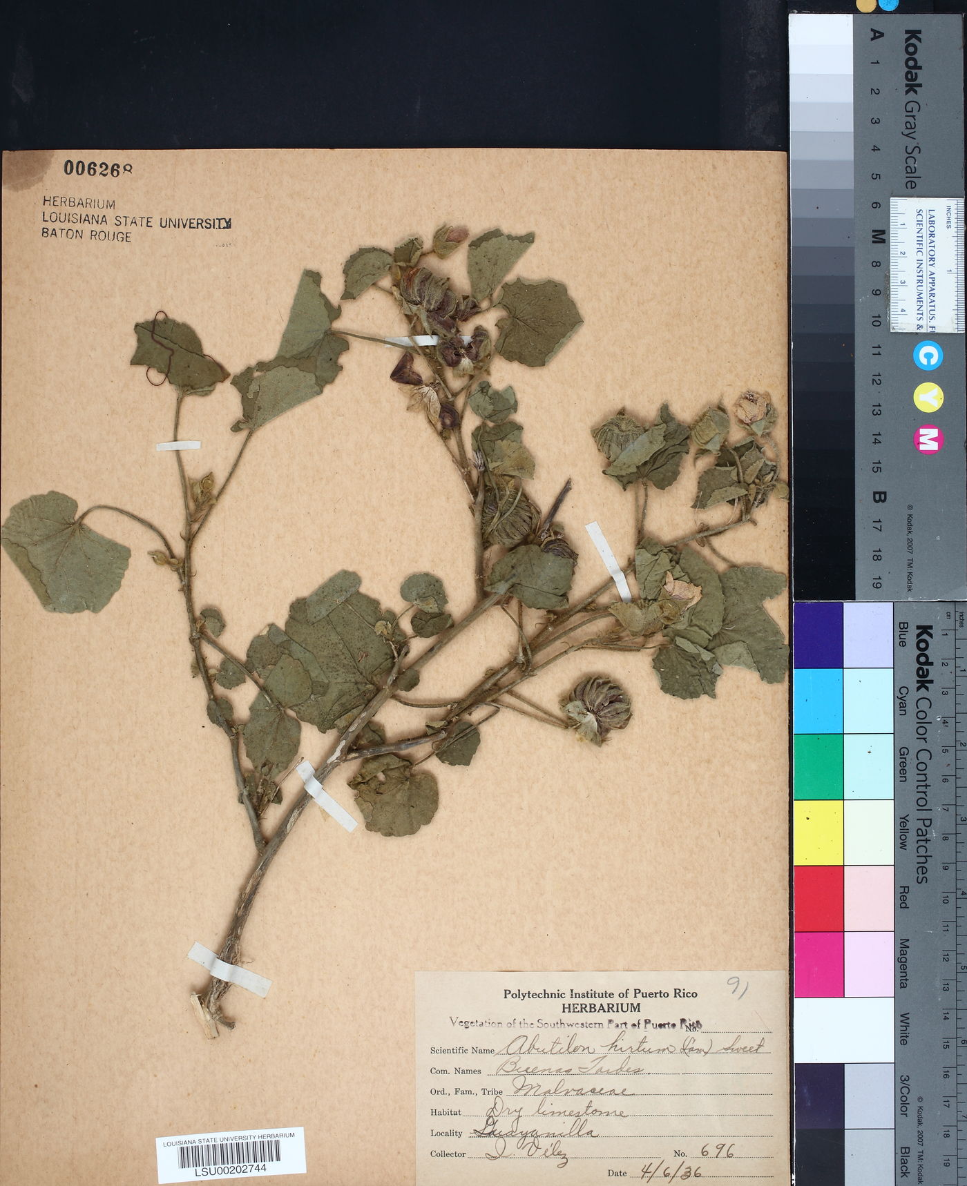 Abutilon hirtum image