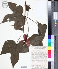 Hibiscus uncinellus image