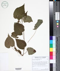 Image of Hochreutinera amplexifolia