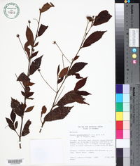 Image of Pavonia pseudotyphalaea
