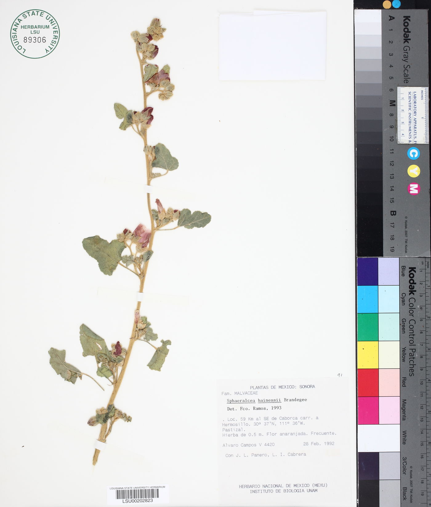 Sphaeralcea hainesii image