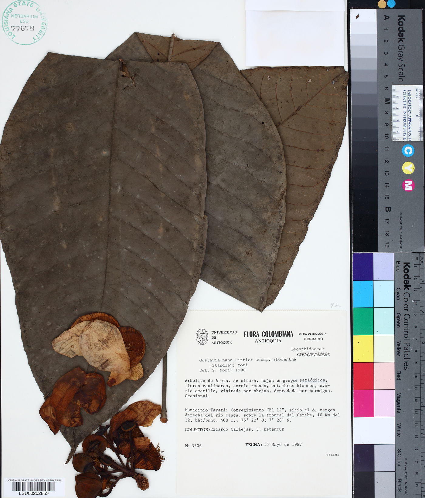 Gustavia nana subsp. rhodantha image