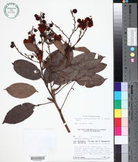 Lecythis confertiflora image