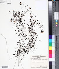 Drosera macrantha subsp. planchonii image