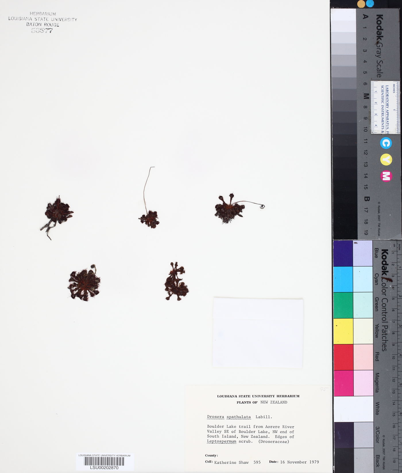 Drosera aliciae image