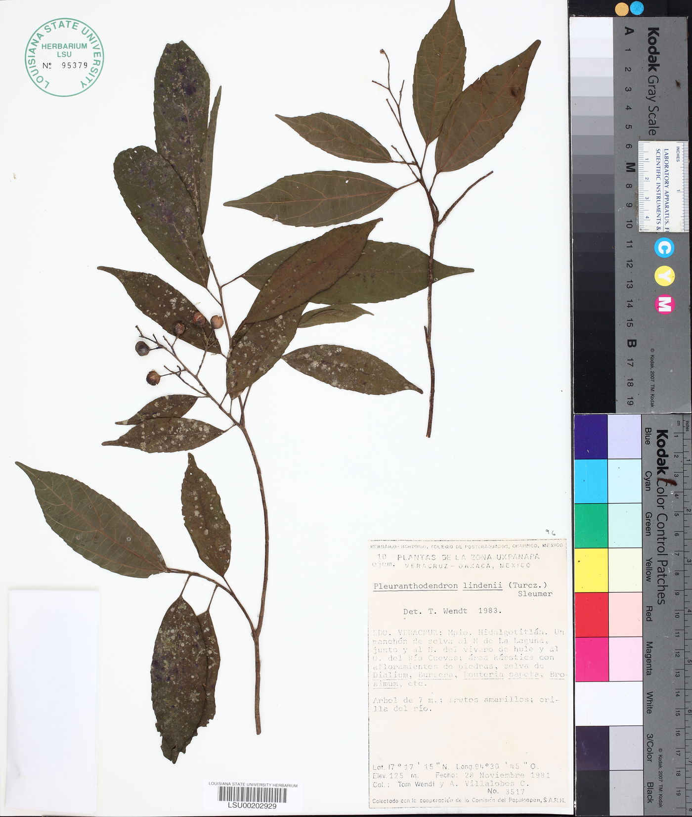Pleuranthodendron lindenii image
