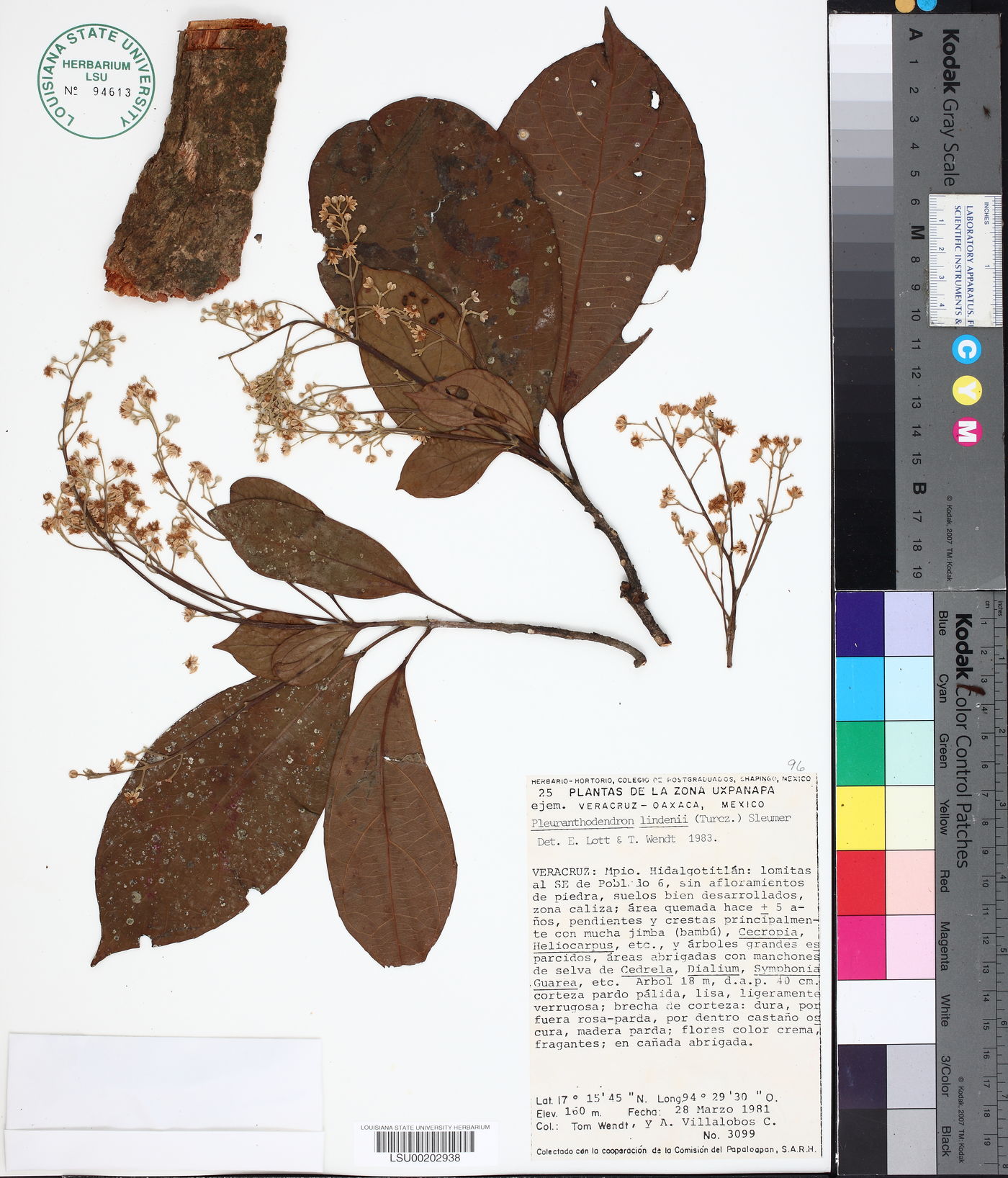 Pleuranthodendron lindenii image
