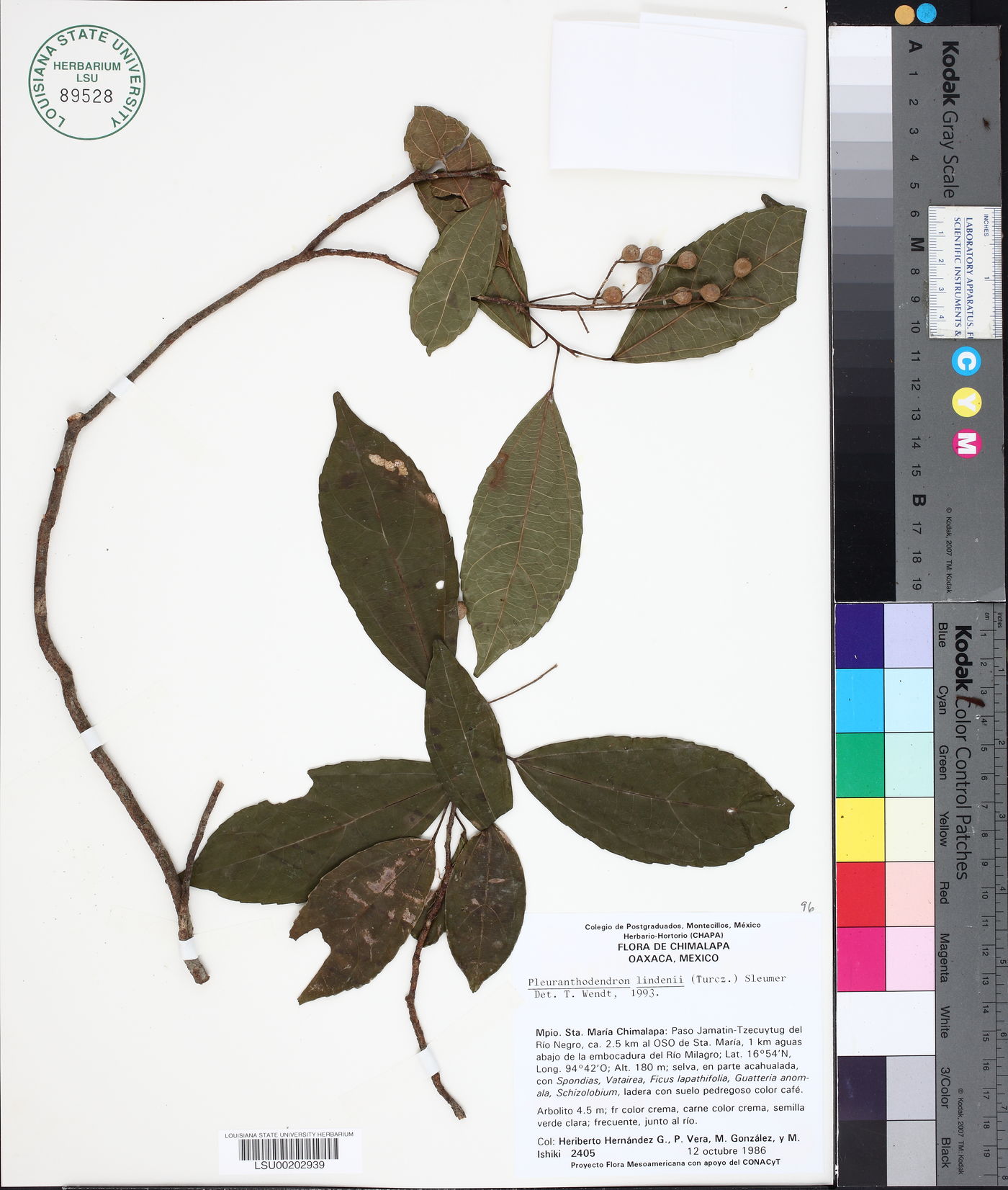 Pleuranthodendron lindenii image