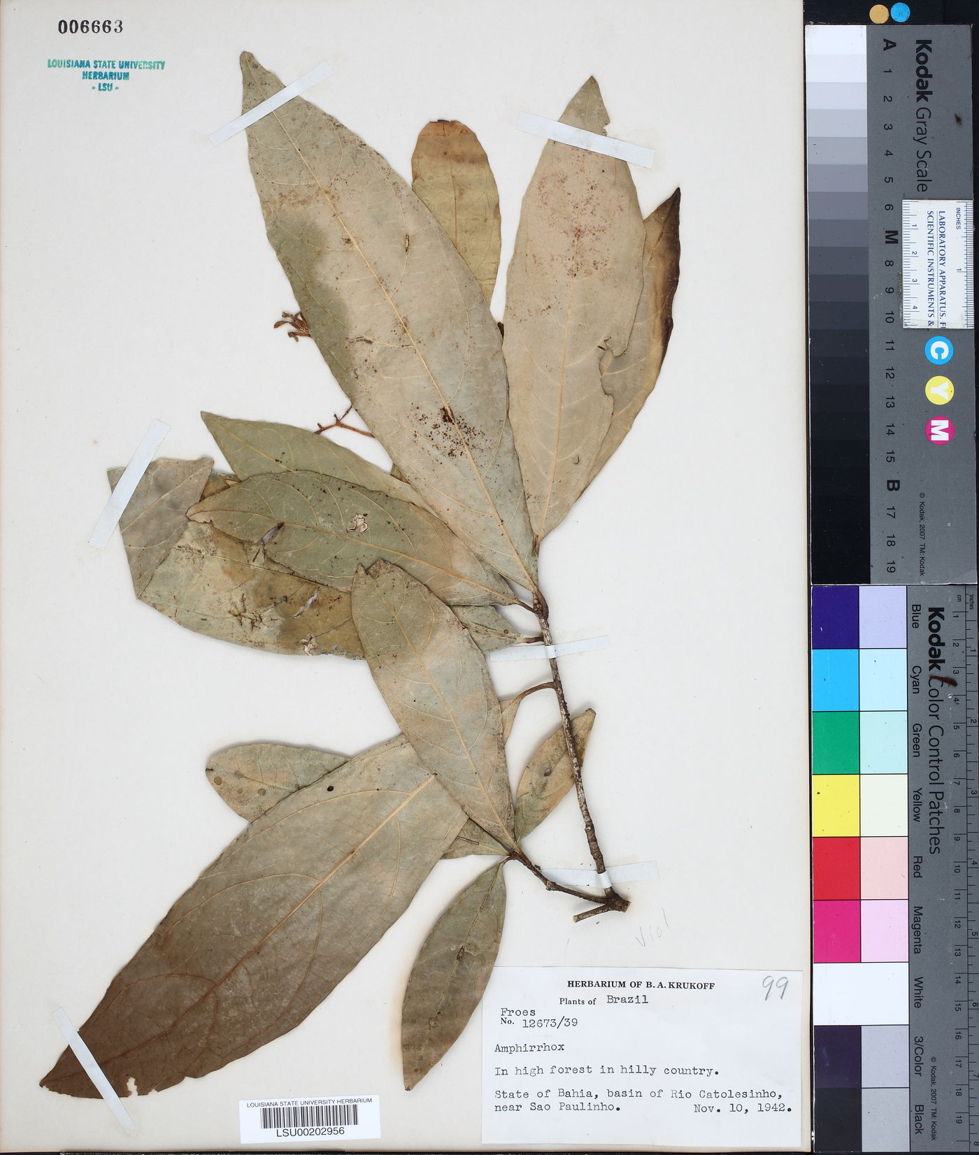Amphirrhox image