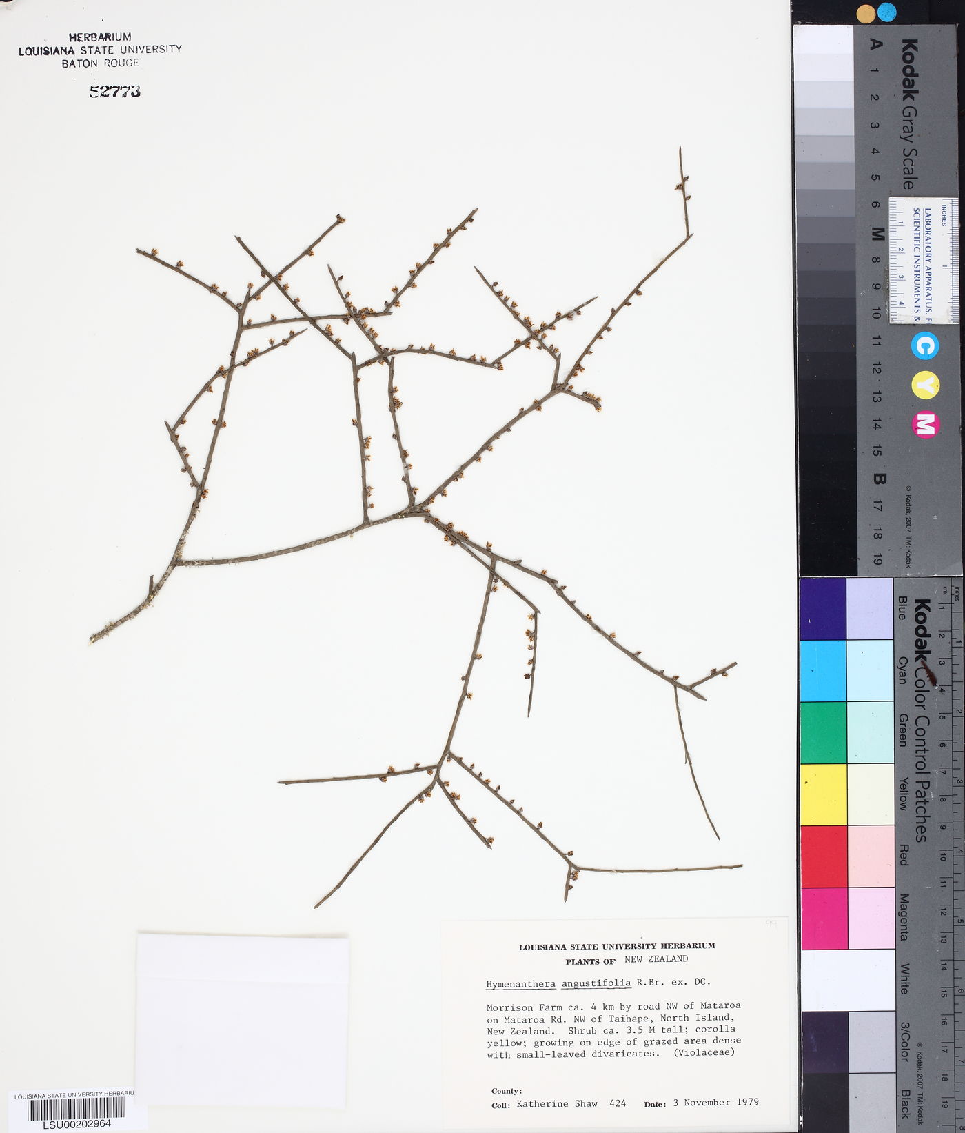 Melicytus angustifolius subsp. angustifolius image