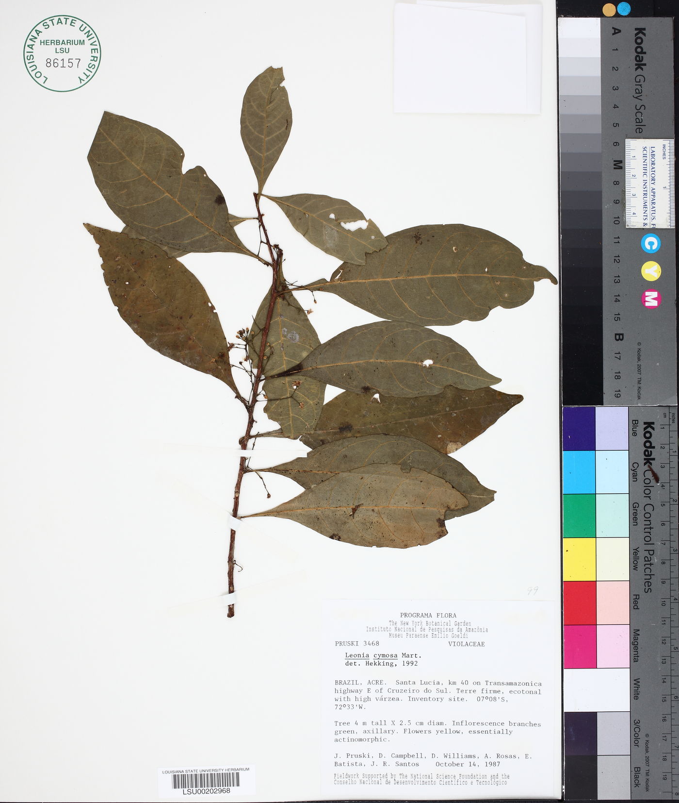 Leonia cymosa image