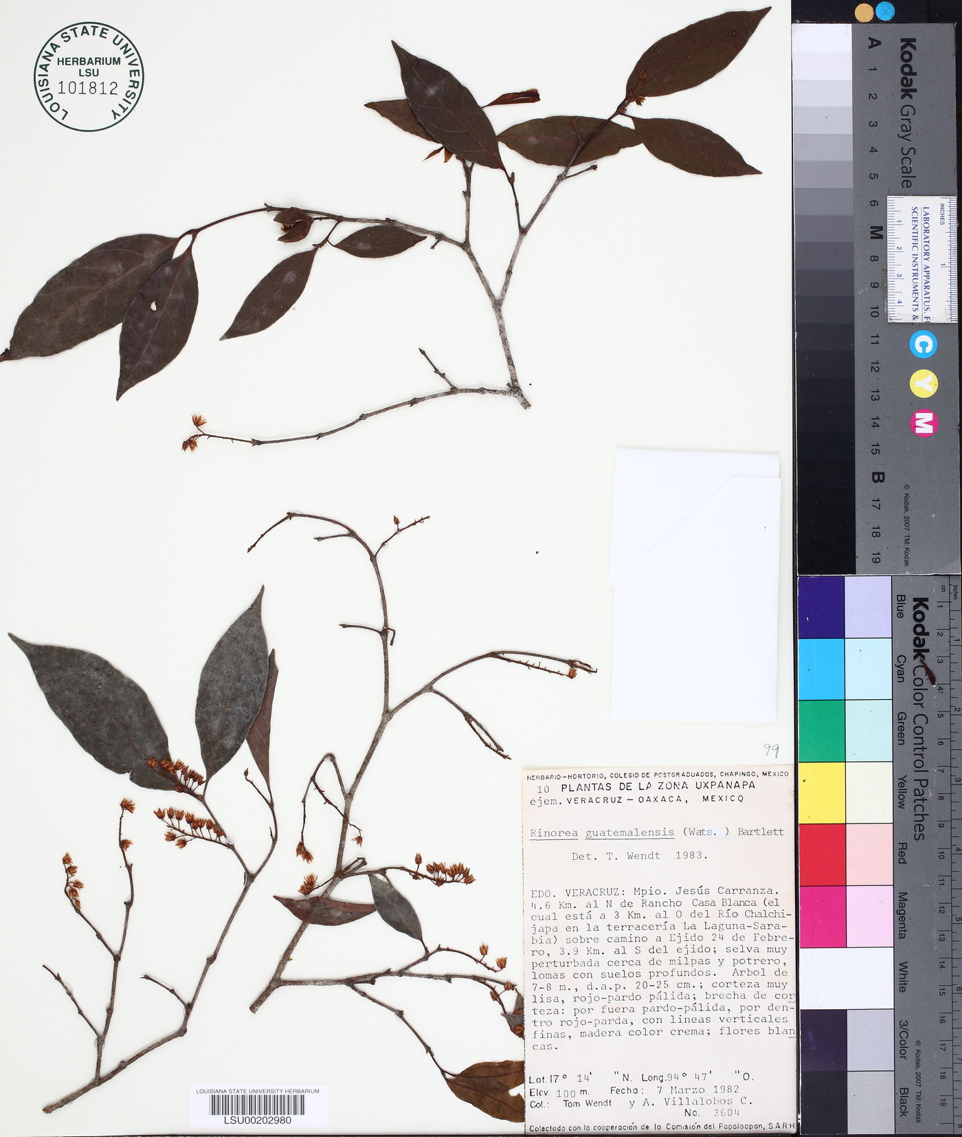 Rinorea guatemalensis image