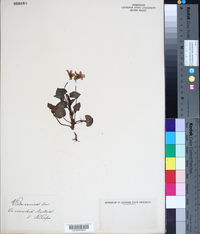 Viola canina image