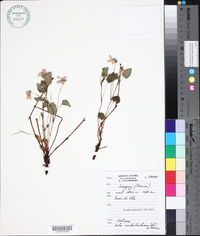 Viola reichenbachiana image