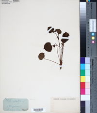 Viola mirabilis image