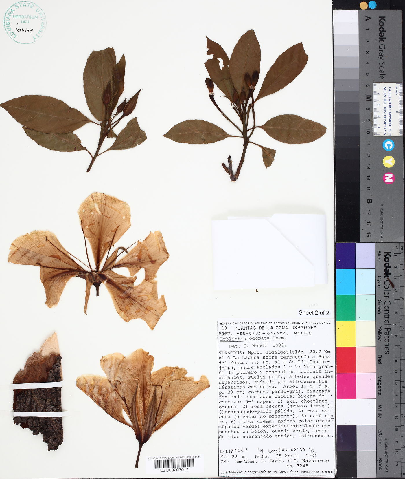 Erblichia odorata image