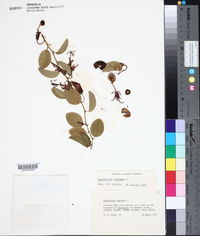 Passiflora cupraea image