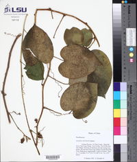 Passiflora eberhardtii image