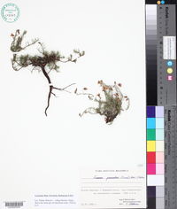 Fumana procumbens image