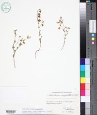 Image of Helianthemum aegyptiacum