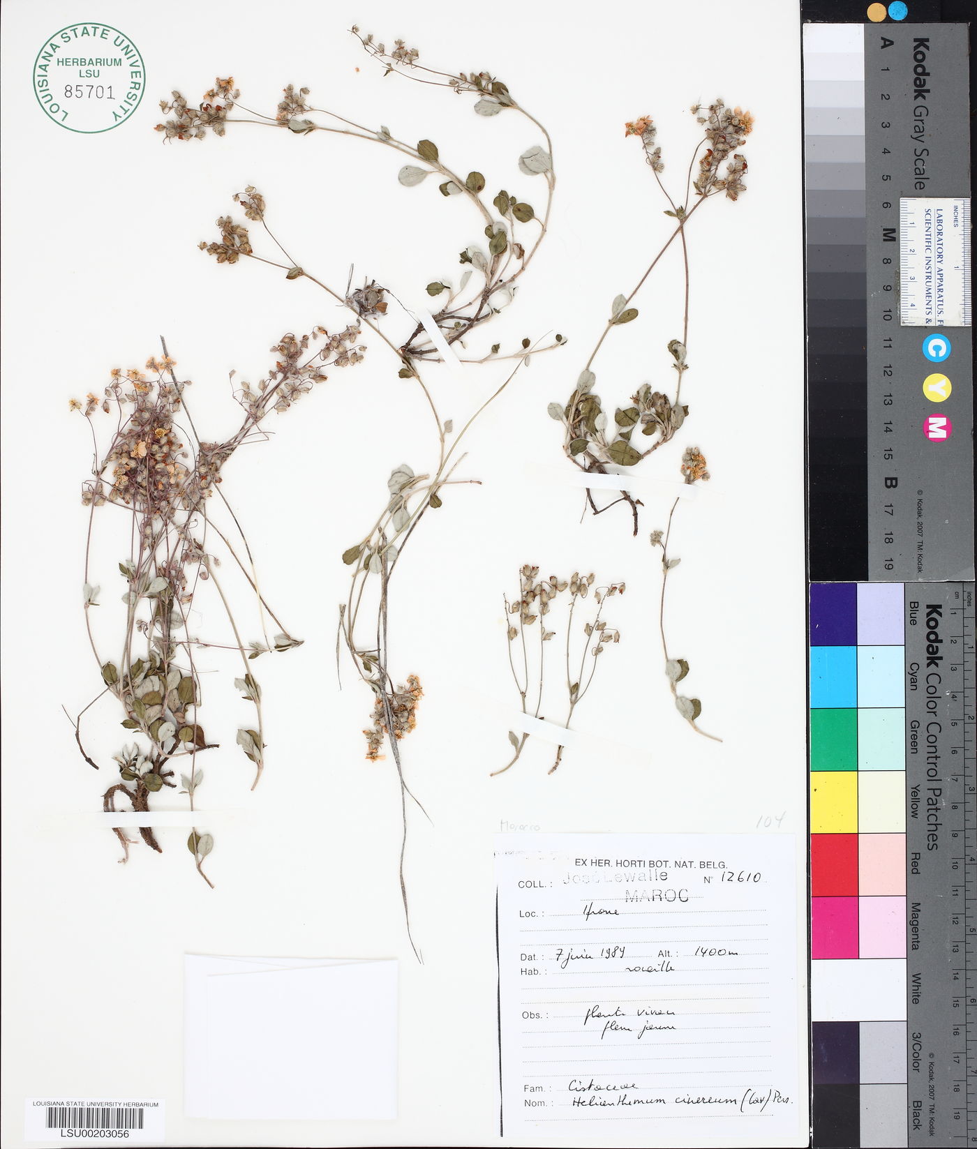 Helianthemum cinereum image