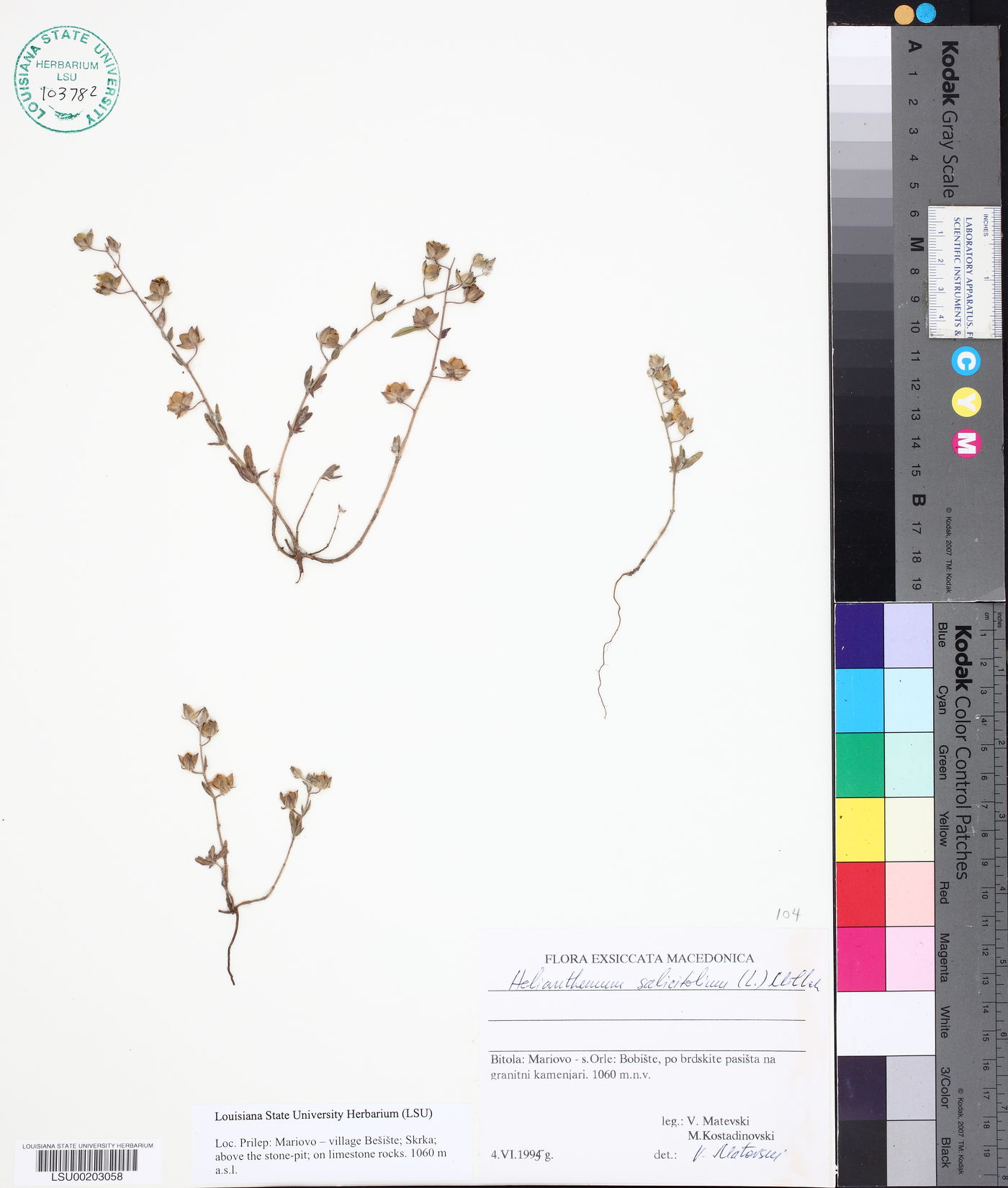 Helianthemum salicifolium image