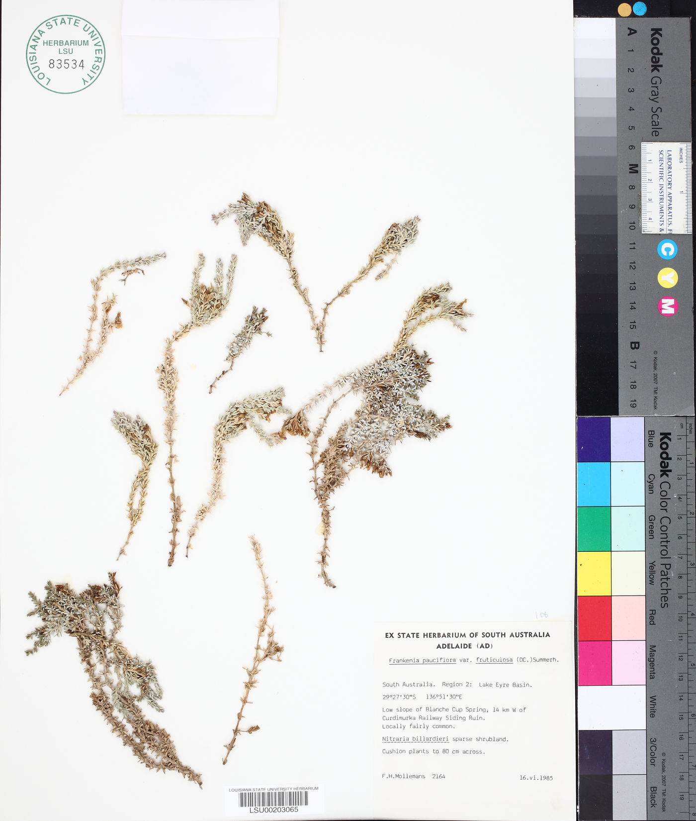 Frankenia pauciflora image