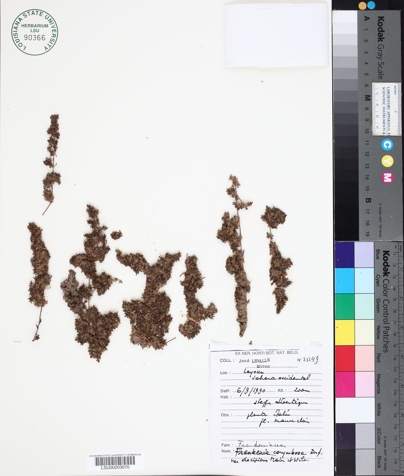 Frankenia corymbosa image