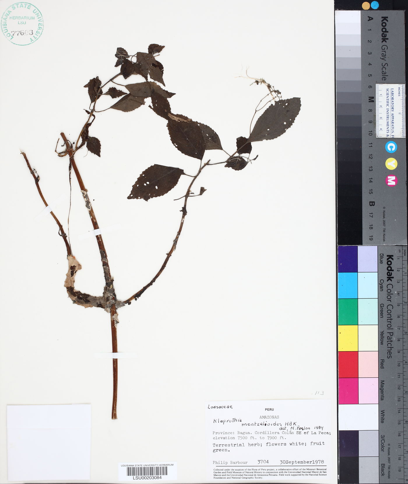 Klaprothia mentzelioides image