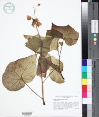 Image of Begonia uruapensis