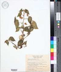 Begonia wallichiana image